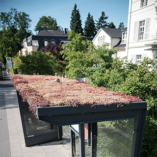 Neu im Blog: Artenvielfalt in der Stadt